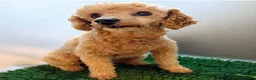 Toy Poodle dogs for sale: Loving Toy Poodle Girl - Advert 3