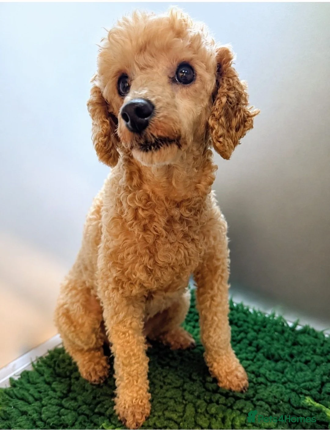 Toy Poodle dogs for sale: Loving Toy Poodle Girl - Advert 3