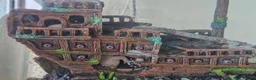 Other/Mixed Breed fish for sale: Axolotl babies  - Advert 2