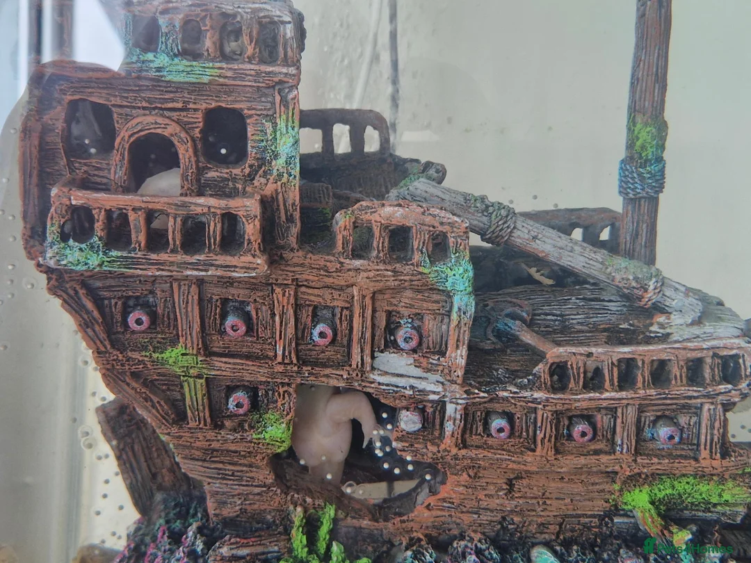 Other/Mixed Breed fish for sale: Axolotl babies  - Advert 2