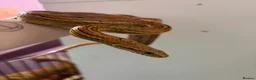Corn Snake reptiles for sale: Male and female corn snakes  - Advert 1