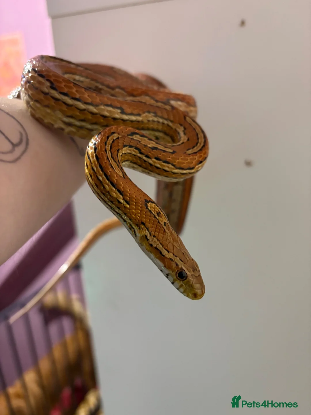 Corn Snake reptiles for sale: Male and female corn snakes  - Advert 1