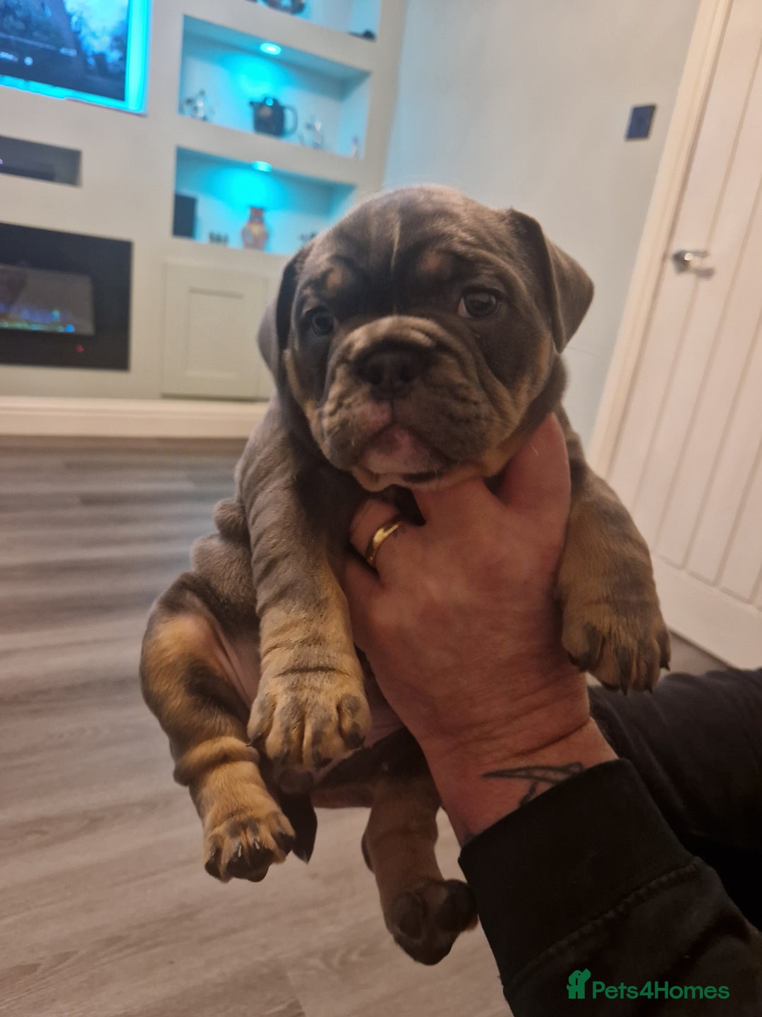 Mixed Breed dogs for sale: Beautiful Blue tri girl - Advert 1