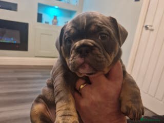 Mixed Breed dogs Beautiful Blue tri girl - Advert 1