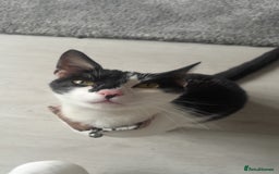 Mixed Breed cats for sale: Girl cat for sale - Image 1