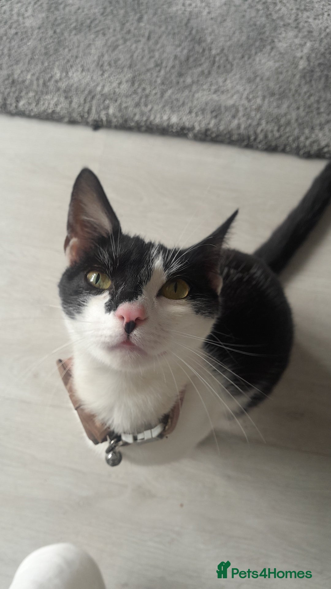Mixed Breed cats for sale: Girl cat for sale - Image 1