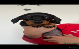 Miniature Dachshund dogs for sale: Just 1 left! KC registered miniature dachshund  - Image 15