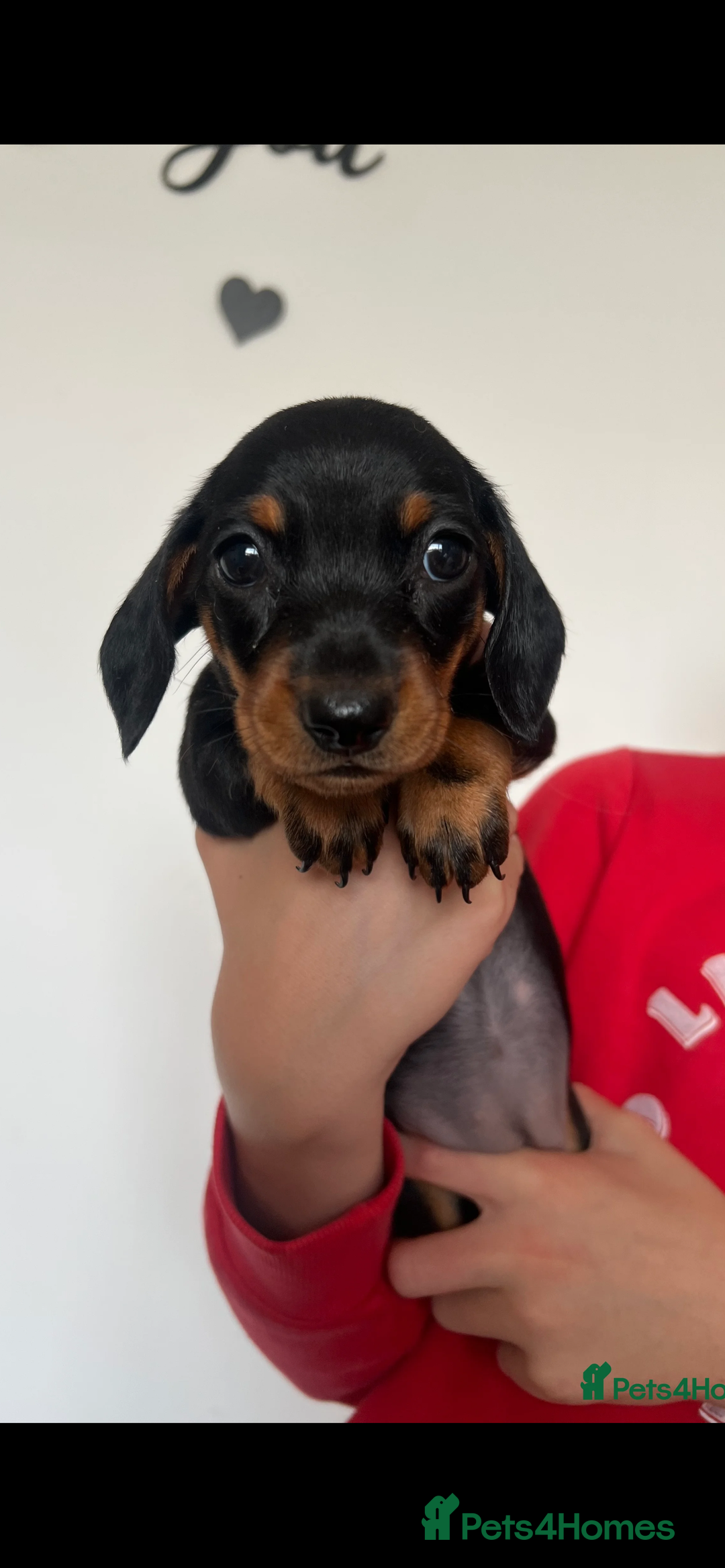 Miniature Dachshund dogs for sale: Just 1 left! KC registered miniature dachshund  - Image 15