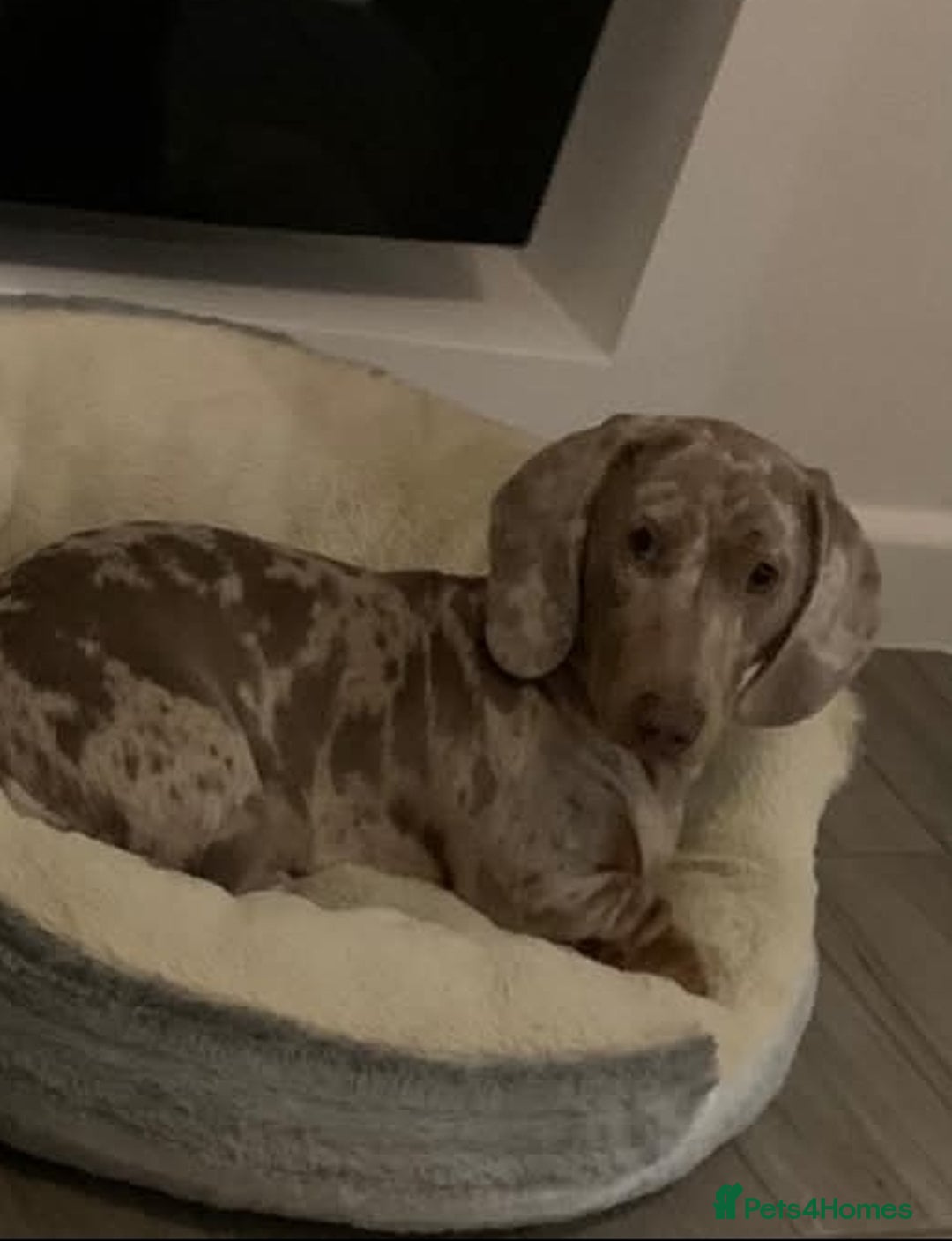 Miniature Dachshund dogs for sale: 3 beautiful minature dachshunds - Image 7
