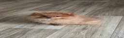 Pomeranian dogs for sale: KC reg Ready to go Luxury Pomeranian  - Advert 5