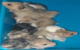 Hamster rodents for sale: Sirian hamsters - Image 4