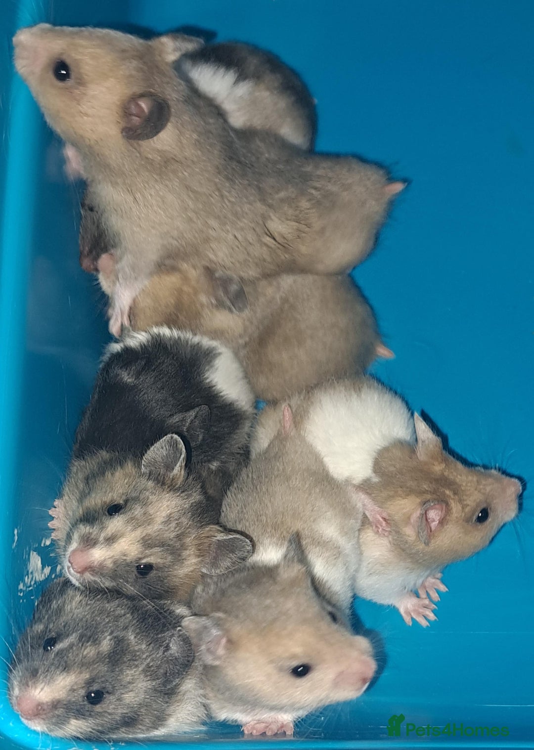 Hamster rodents for sale: Sirian hamsters - Image 4