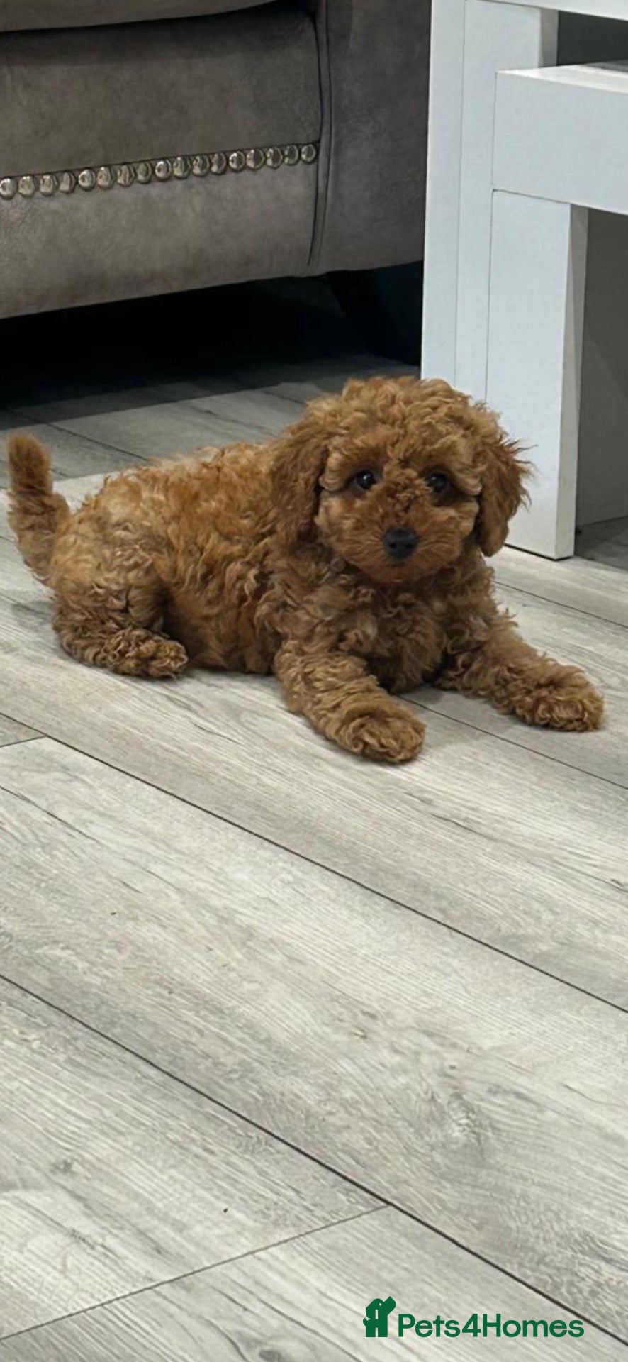 Cavapoo dogs RARE  **  CAVAPOOS dna tested parents  - Advert 2