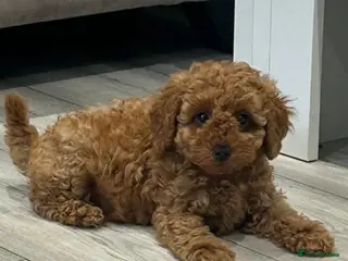 Cavapoo dogs RARE ** CAVAPOOS dna tested parents - Advert 2