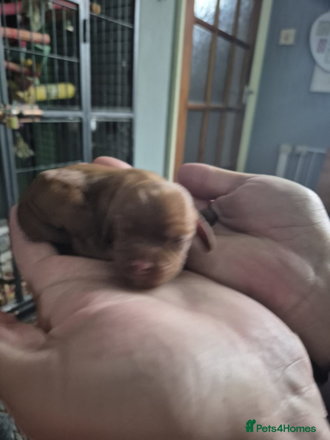 Cavalier King Charles Spaniel dogs for sale: Cute Cavaliers  - Image 5