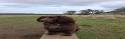 Cocker Spaniel dogs for adoption: CORRIE Foster-to-Adopt Cornwall/Devon/SomersetBord - Advert 7