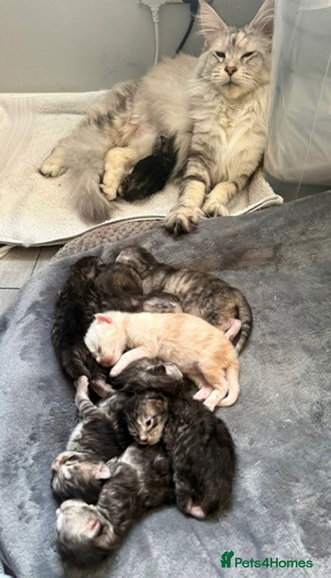 Maine Coon cats for sale: 🐾 TICA-Registered Maine Coon Kittens🐾 - Advert 26