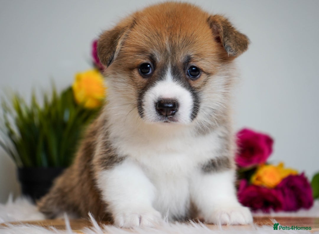 Welsh Corgi Pembroke dogs for sale: Welsh Corgi (Pembroke) - Image 22