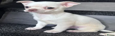 Chihuahua 3