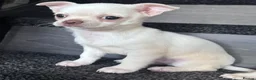 Chihuahua dogs for sale: Amazing puppys in hull - Advert 10