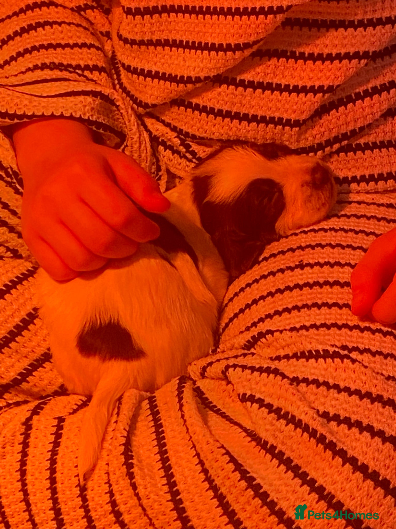 English Springer Spaniel dogs English springer spaniel pups for sale  - Advert 5