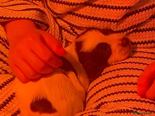 English Springer Spaniel dogs English springer spaniel pups for sale - Advert 5