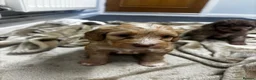 Cockapoo dogs for sale: Beautiful F2 cockapoo puppies  - Advert 10
