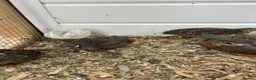 Quail poultry for sale: Button quails - Advert 3