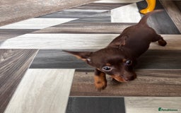 Mixed Breed dogs for sale: Adorable Dachshund x Pomchi Puppies - Image 30