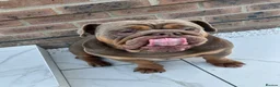 English Bulldog dogs for sale: Coco- English bulldog re-home - Advert 5