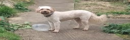 Cavapoo dogs for stud: STUD in exchange for one of the puppies - Advert 3