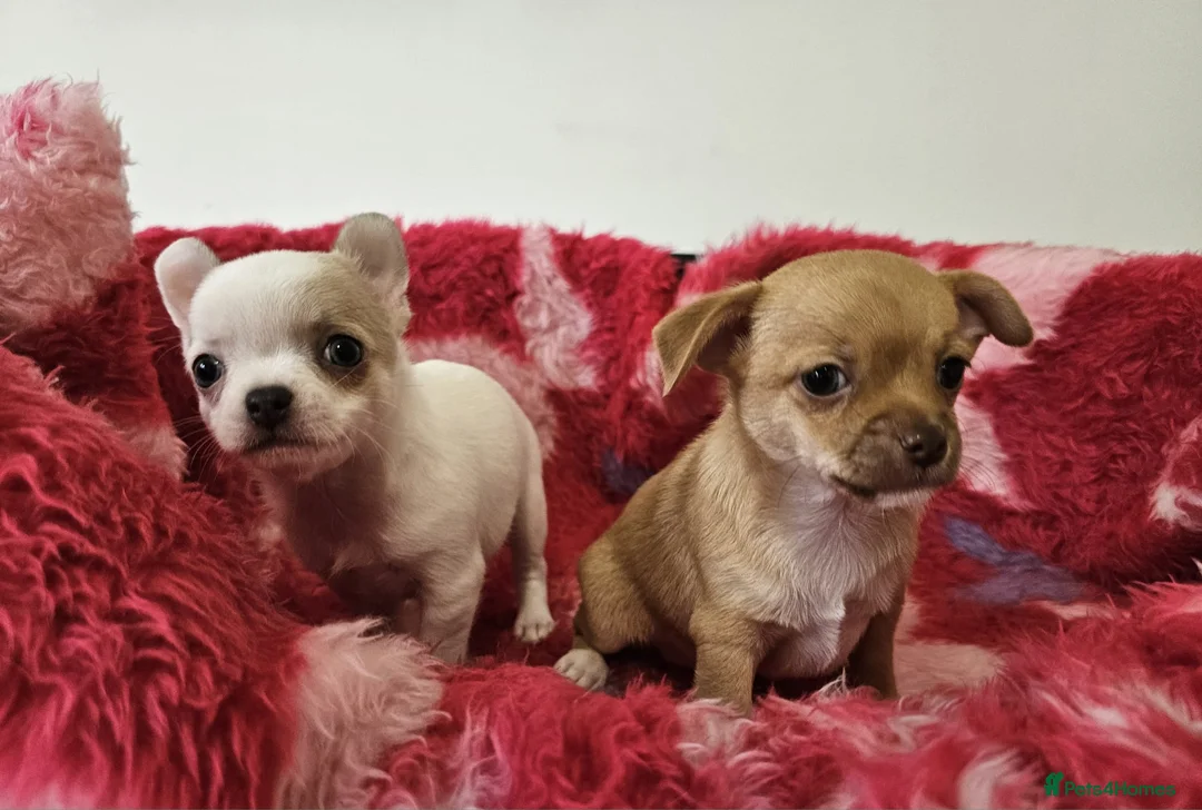 Chihuahua dogs for sale: Adorable Chihuahua puppies - Advert 5