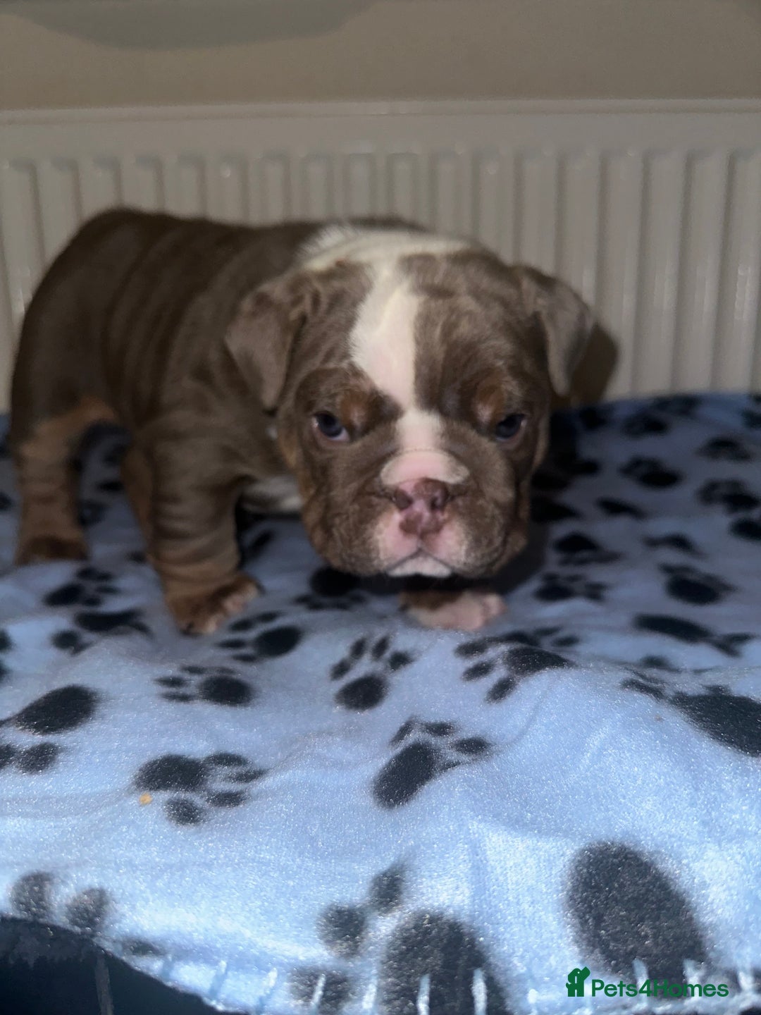 English Bulldog dogs for sale: ‼️ENGLISH BULLDOG PUPS WITH AMERICAN BLOODLINE‼️ - Advert 14