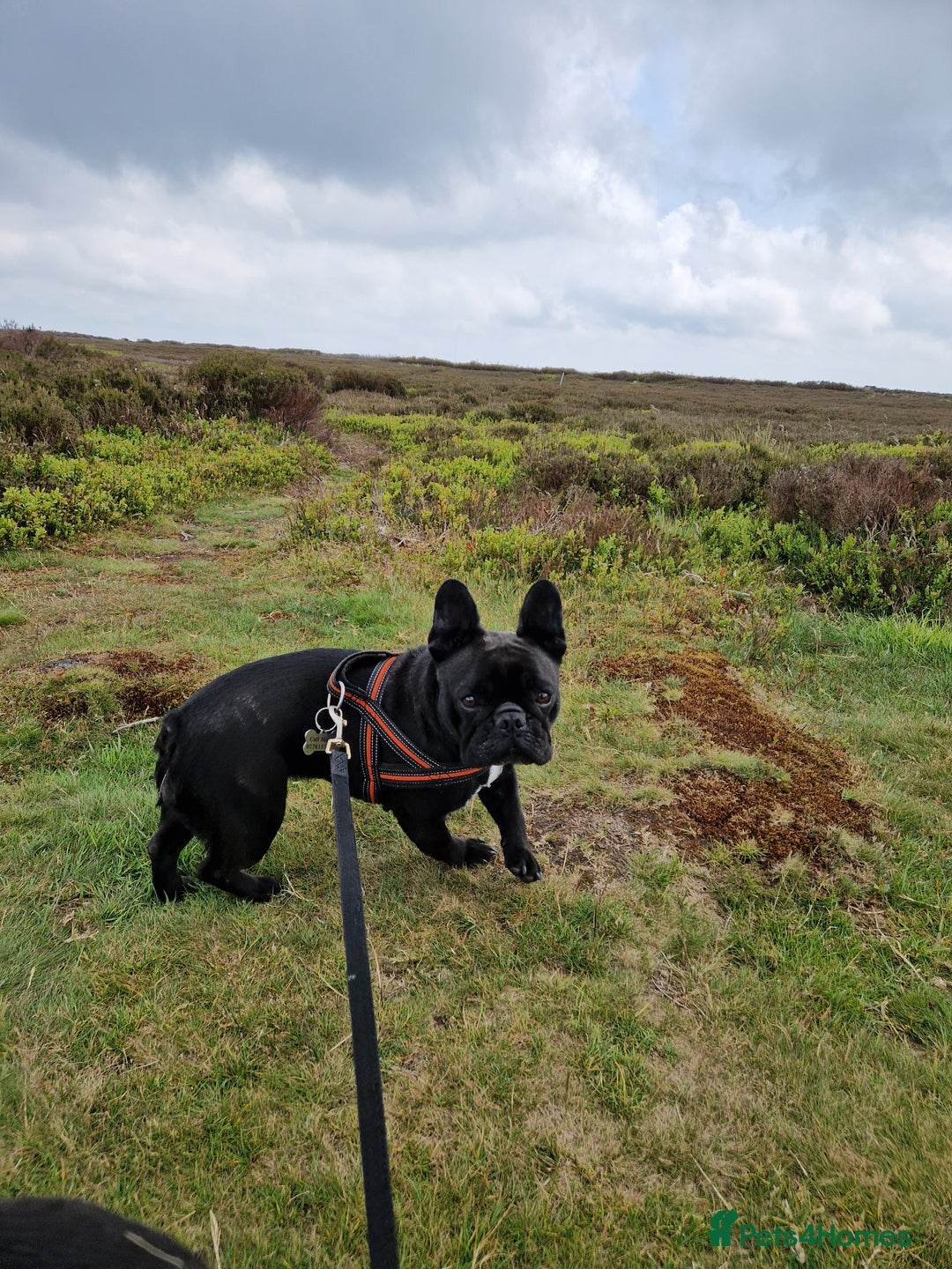 French Bulldog dogs for sale: Beautiful French Bulldog,Looking for a Loving Home - Advert 3