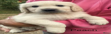 Peach collar