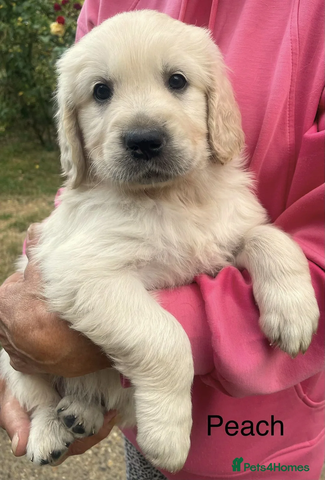 Golden Retriever dogs for sale: Gorgeous KC Registered Puppies in Sudbury - Advert 19