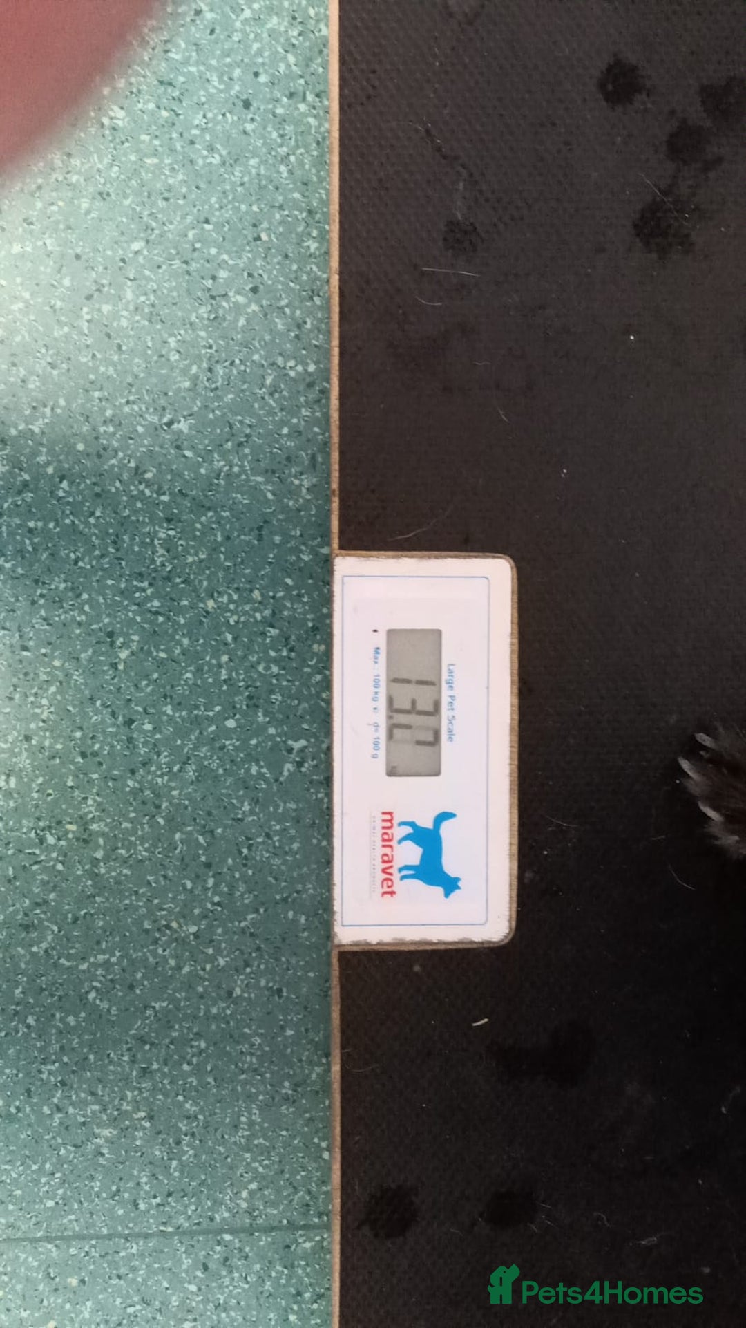 Mixed Breed dogs for adoption: ROCKY – Gentle, Resilient & Ready for Love 🐾 - Advert 19