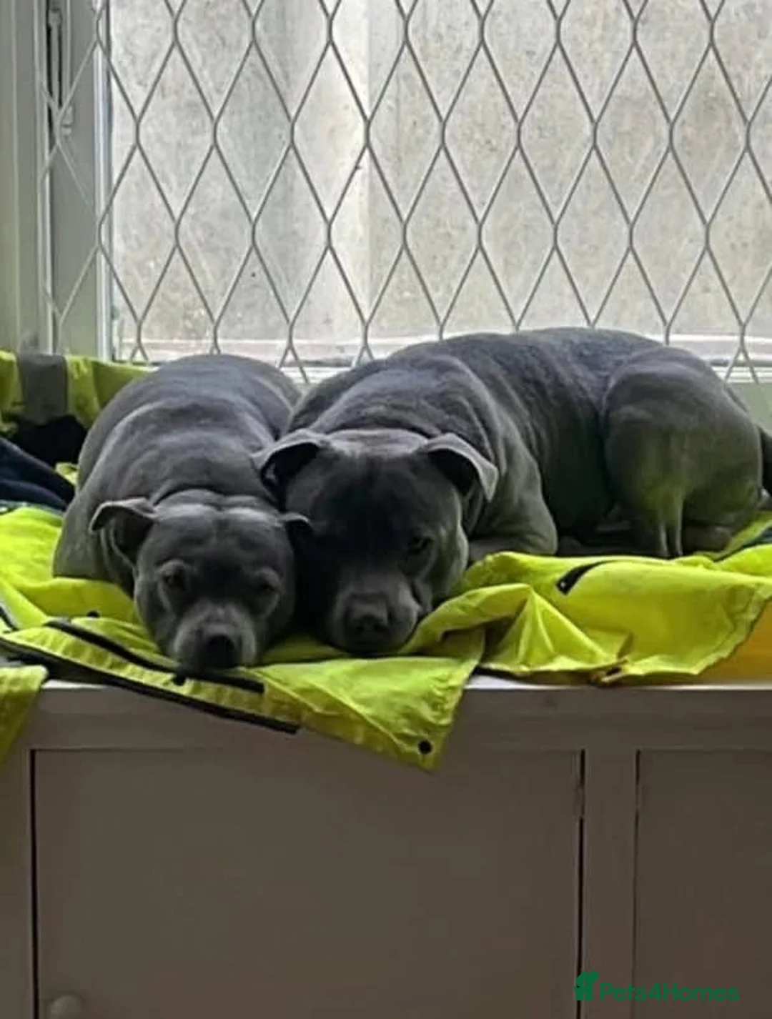 Staffordshire Bull Terrier dogs for adoption: Ocean 🌊 KC registered Staffy in Staines - Advert 2