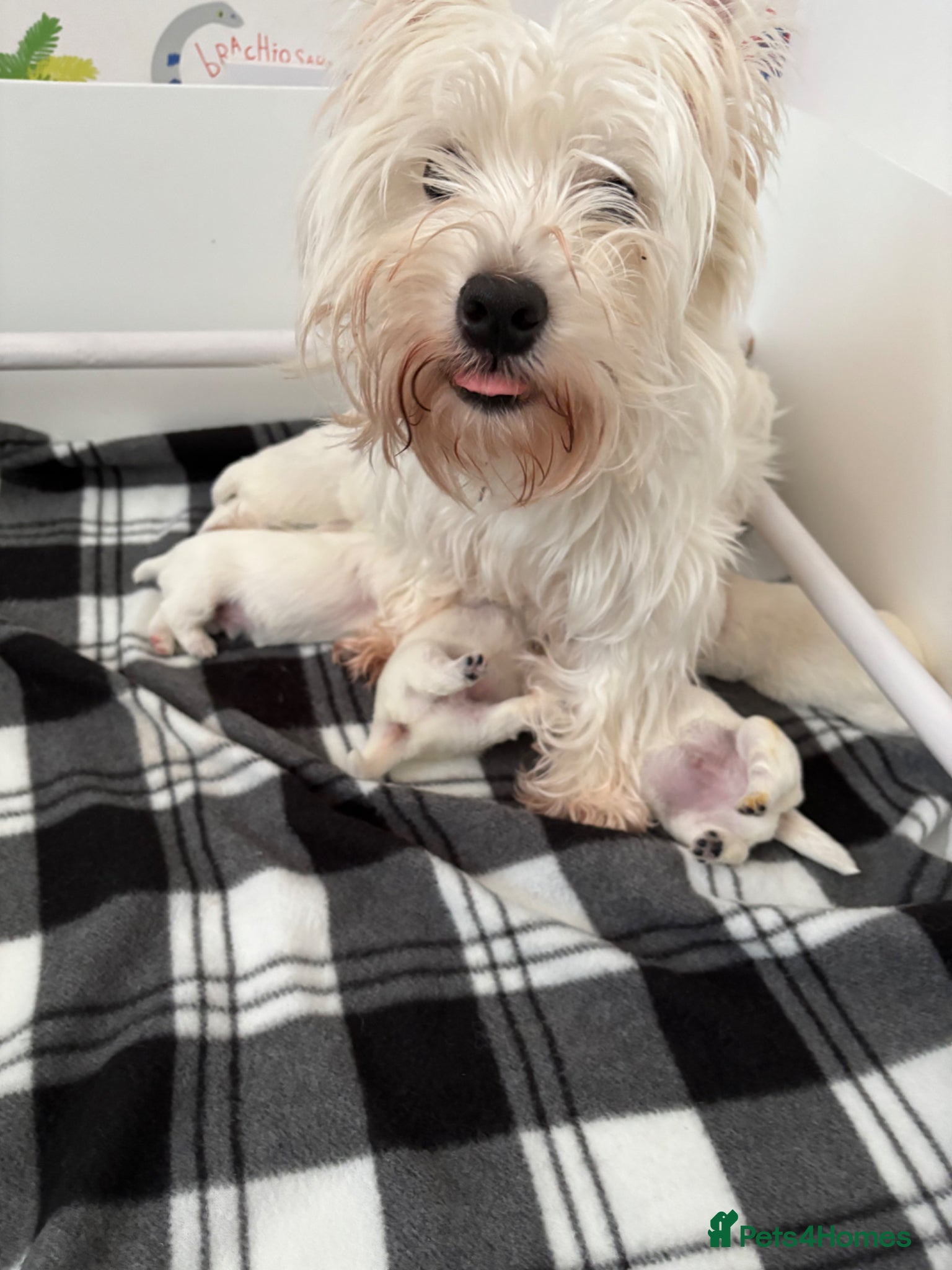 West Highland Terrier dogs West Highland Terriers  - Advert 2