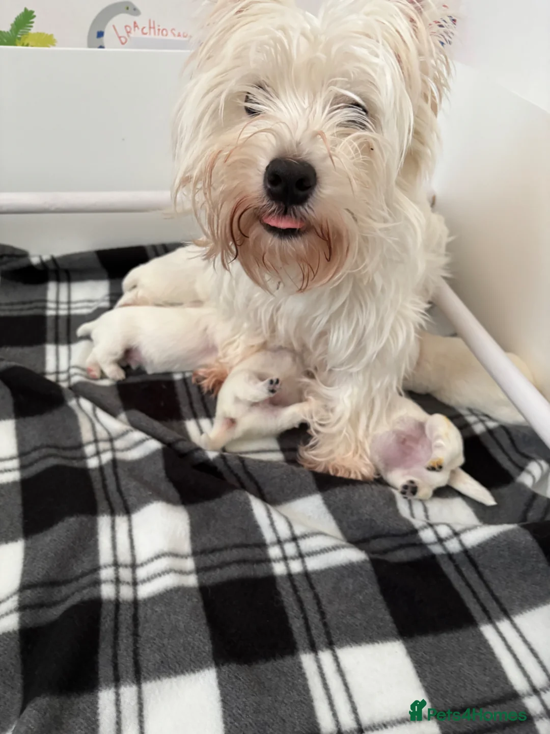 West Highland Terrier dogs for sale: West Highland Terriers  - Advert 1