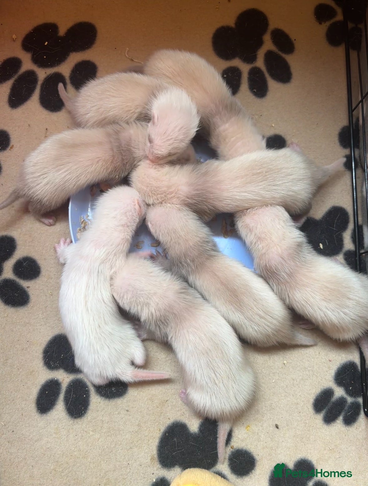 Ferret rodents Ferret kits for sale (reserve) - Advert 2