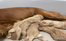 Cockapoo dogs for sale: Pra clear f1 cockpoo - Image 22