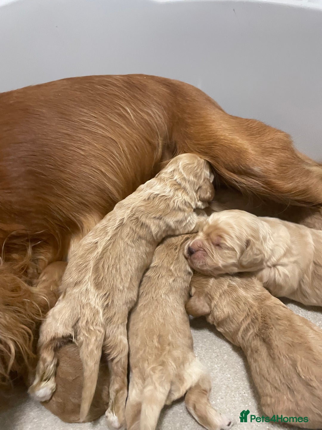 Cockapoo dogs for sale: Pra clear f1 cockpoo - Image 22