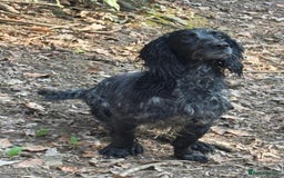 Cocker Spaniel dogs for sale: Cocker spaniel puppies  - Image 4