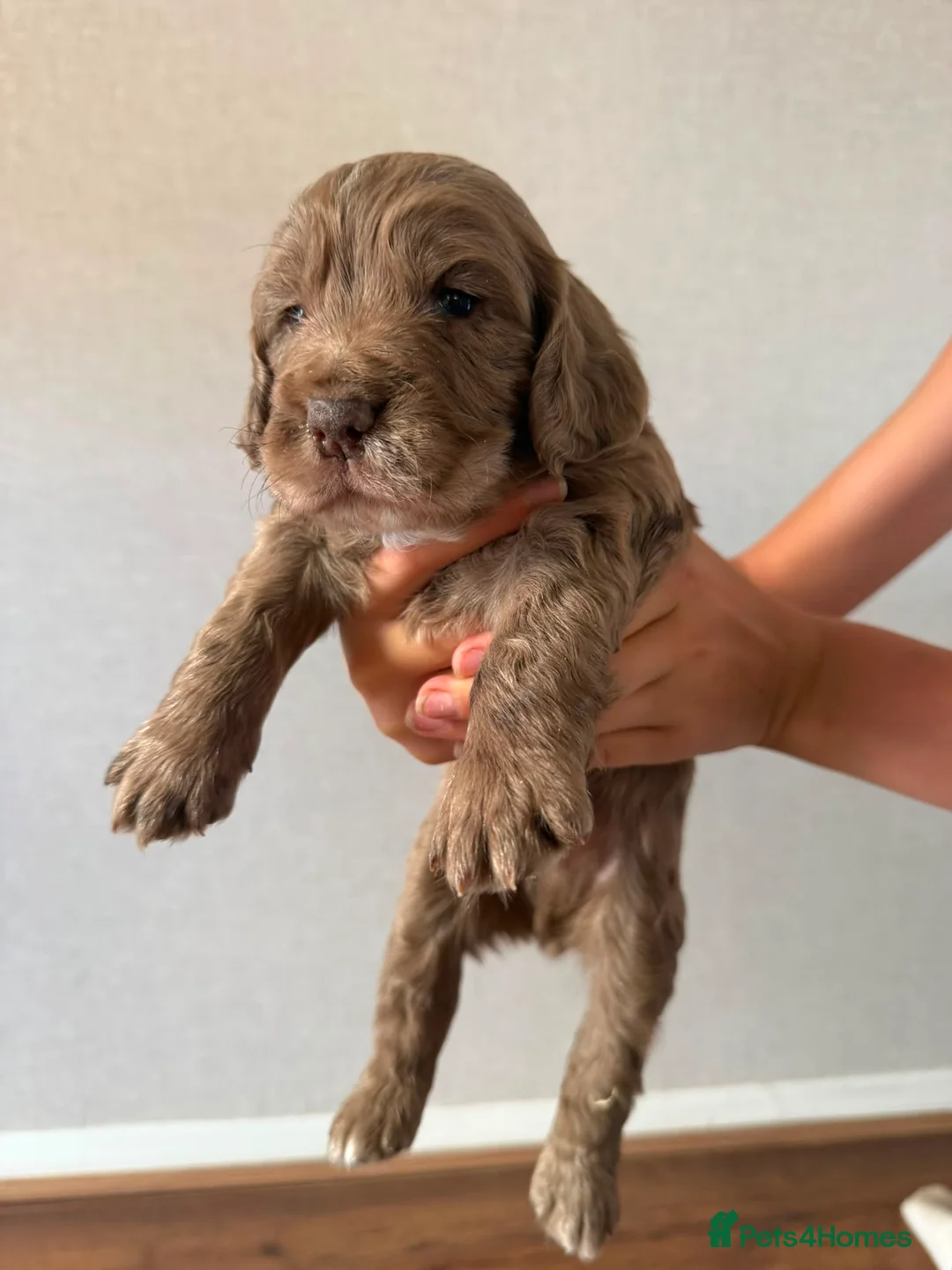 Cocker Spaniel dogs for sale: Cocker spaniel  in Lewes - Advert 16