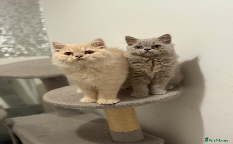 British Shorthair cats - Advert 2