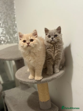 British Shorthair cats - Advert 2