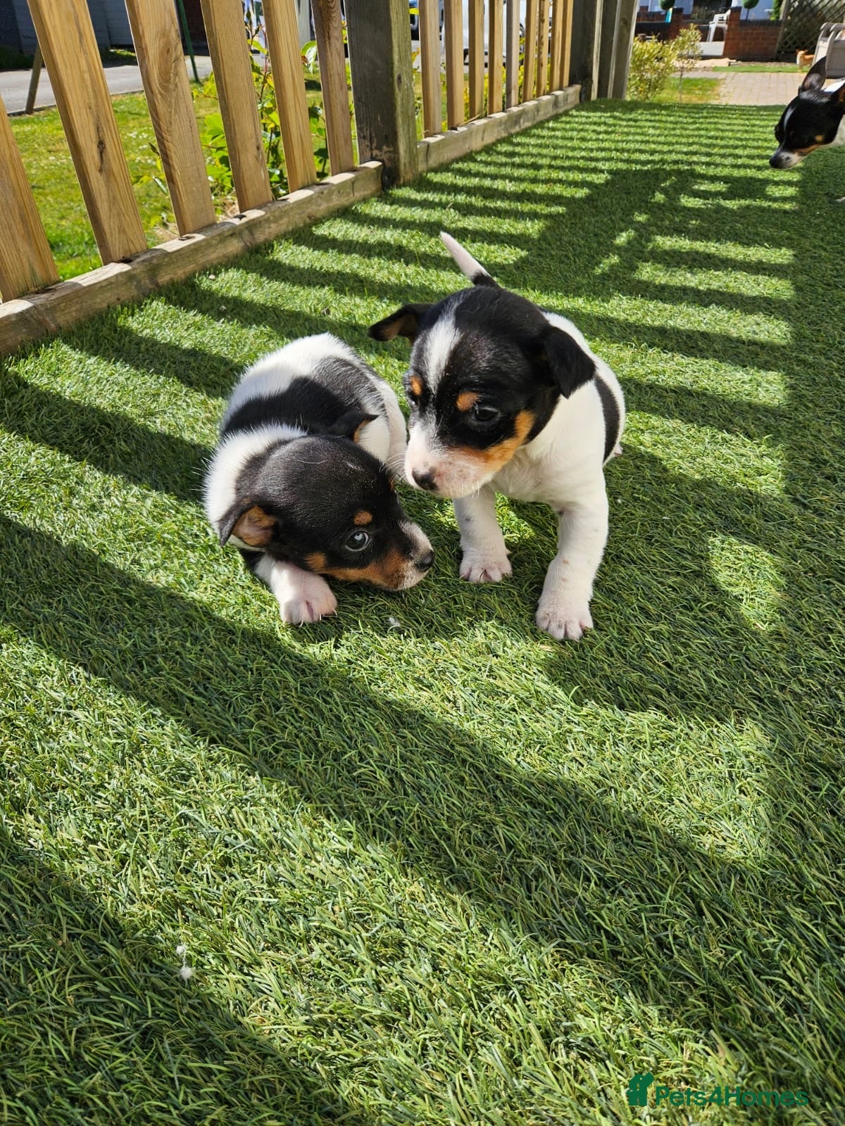 Jack Russell dogs Jack Russel Puppys - Advert 1