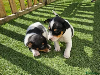 Jack Russell dogs Jack Russel Puppys - Advert 1