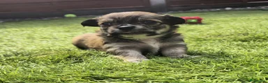 Chihuahua 1